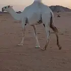 قعود حق على عليان ولد عليان الحيسوني