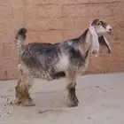 عوارض تيس وجفرتين
