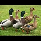 بط خضري بري شرشيري