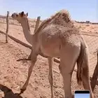 قعود للبيع