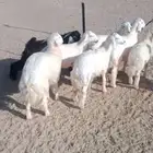 بهم حري العدد 6 الأعمار 5 شهور