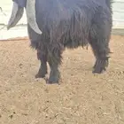 لعشاق العوارض جذع عارض فاااخر