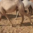 مجموعة حشو مفاريد وحقائق العدد 15