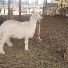 خرفان نجد للبيع