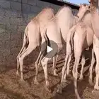 قعدان فل الفل مفاريد مبادي وزوجات