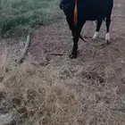 بقره عشره
