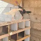 طقم دجاج بكستاني على شامو