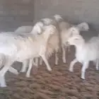 للبيع غنم حريه