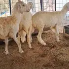 للبيع بهم نضاف وشحم