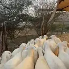 رخال تأسيس مراح منوة القناي