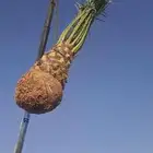 يوجد لدينا نخل للبيع