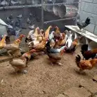 دجاج فيومي اصفر وشبابي وبلدي يياض