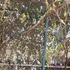 مطير طيور بادجي للبيع..