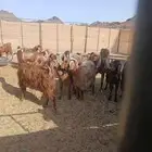 ماعز للبيع