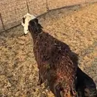 للبيع شاه نجديه والد