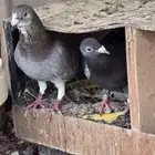 حمام زاجل وحمام بلجيكي