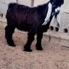مشروع فحل عارضي فاخر فاخر