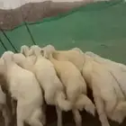 طليان ذبائح للبيع