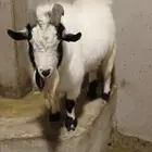 تيس قزم فحل ولعوب جدا جدا جدا ومضحك سليم من كل شي