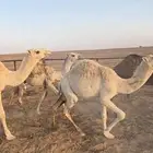 للبيع حشو قعدان قصب