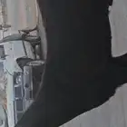 الفحل القادم جذع قبرصي فاخر من الآخر