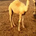 حاشي علي حليب امه للبيع