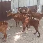 معزى جنوبيات دهم للبيع السعر 500 ريال