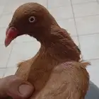 طير نوع الدواجن كارير يمتاز بالطيران صحه ممتازه