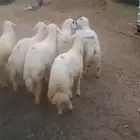 للبيع طليان جبره وفل شحم