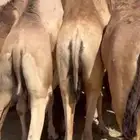قعدان فل الفل مفاريد مبادي وزوجات للبيع