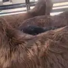 اربع تيوس حمر قبرصيه اعمارها حول خمس شهور فل