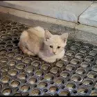 قطة صغيرة عمرها أقل من شهرين للتبني