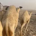للبيع بكره الحال فوووق الفل
