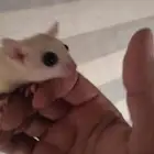 ااسنجاب الطائر