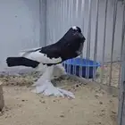 نفاخ مسوبع