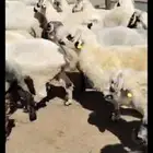 خرفان روماني