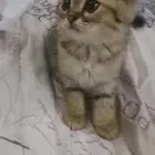 قط سكوتش200ريال