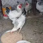 دجاج براهما العدد 7