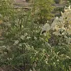 عسل مورينجا طبيعي اصلي ومضمون وتحت اشرافي