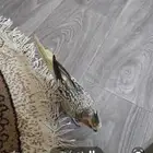 للبيع انثى كروان