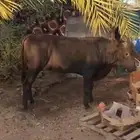 عجل الماني للبيع