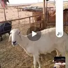 شاتين حريات احوالها وسط
