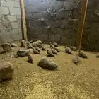 قطا لا البيع