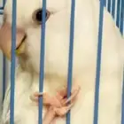 الروز أنثى للبيع