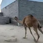 بكره بلدي للبيع