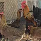 دجاج عربي اصيل