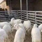 طليان أطراف بيشه