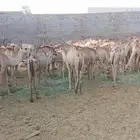 جمال صومالي عدد 100 راس