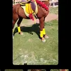 اجار جمال وا خيول وا دبابات