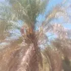بيع نخل
